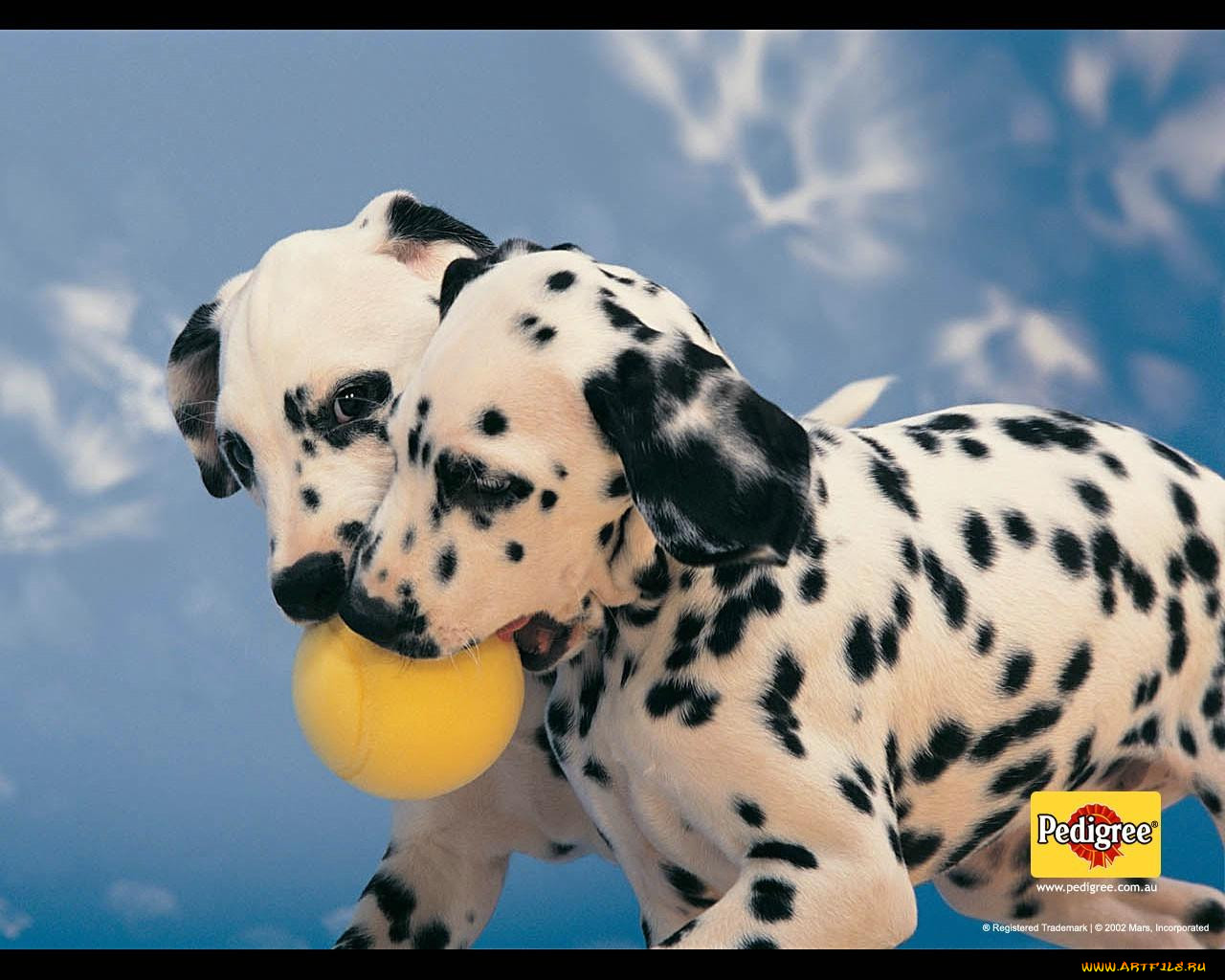 , pedigree